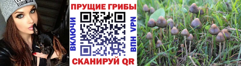 Галлюциногенные грибы мицелий  цена наркотик  Нижний Ломов 
